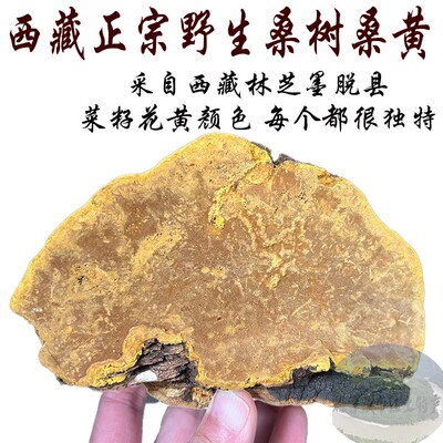 西藏正宗桑树桑黄假一赔百