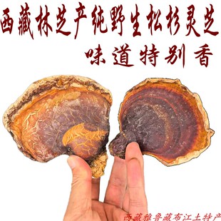 西藏直发50克包邮 西藏林芝产野生松杉灵芝  老松杉灵芝 松杉灵芝