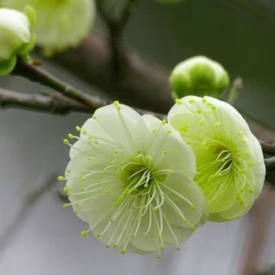 原生绿梅 梅花盆栽 绿鄂梅 耐寒植物 庭院阳台盆栽