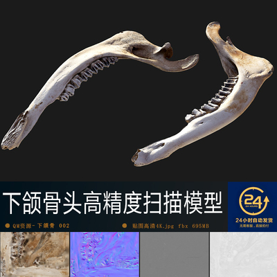动物下颌骨头2高清贴图模型材质PBR4K纹理影视游戏次世代场景道具