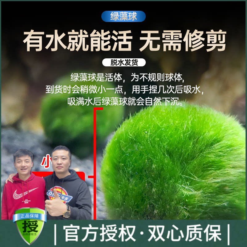 黑蜗牛鱼缸小型植物活体湖藻球海藻球水族箱造景装饰绿藻球藻易活