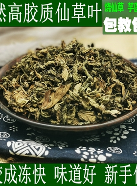 仙草叶凉粉草仙草干草粿草台湾烧仙草新鲜草干仙草粉仙草冻龟苓膏