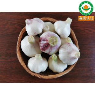 有机大蒜新鲜大蒜多瓣蒜未经化学侵染农场有机蔬菜农产品