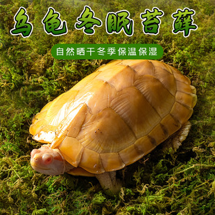 爬宠苔藓保湿垫材套装角蛙草龟冬眠箱青苔巴西龟乌龟冬眠保暖过冬