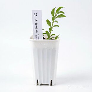 八房真弓 日本微型盆景素材 小叶卫矛掌中盆景育成苗原生扦插素材