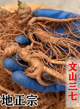 云南文山特产泡酒新鲜现挖正宗中药材活苗鲜活炖汤三七根须