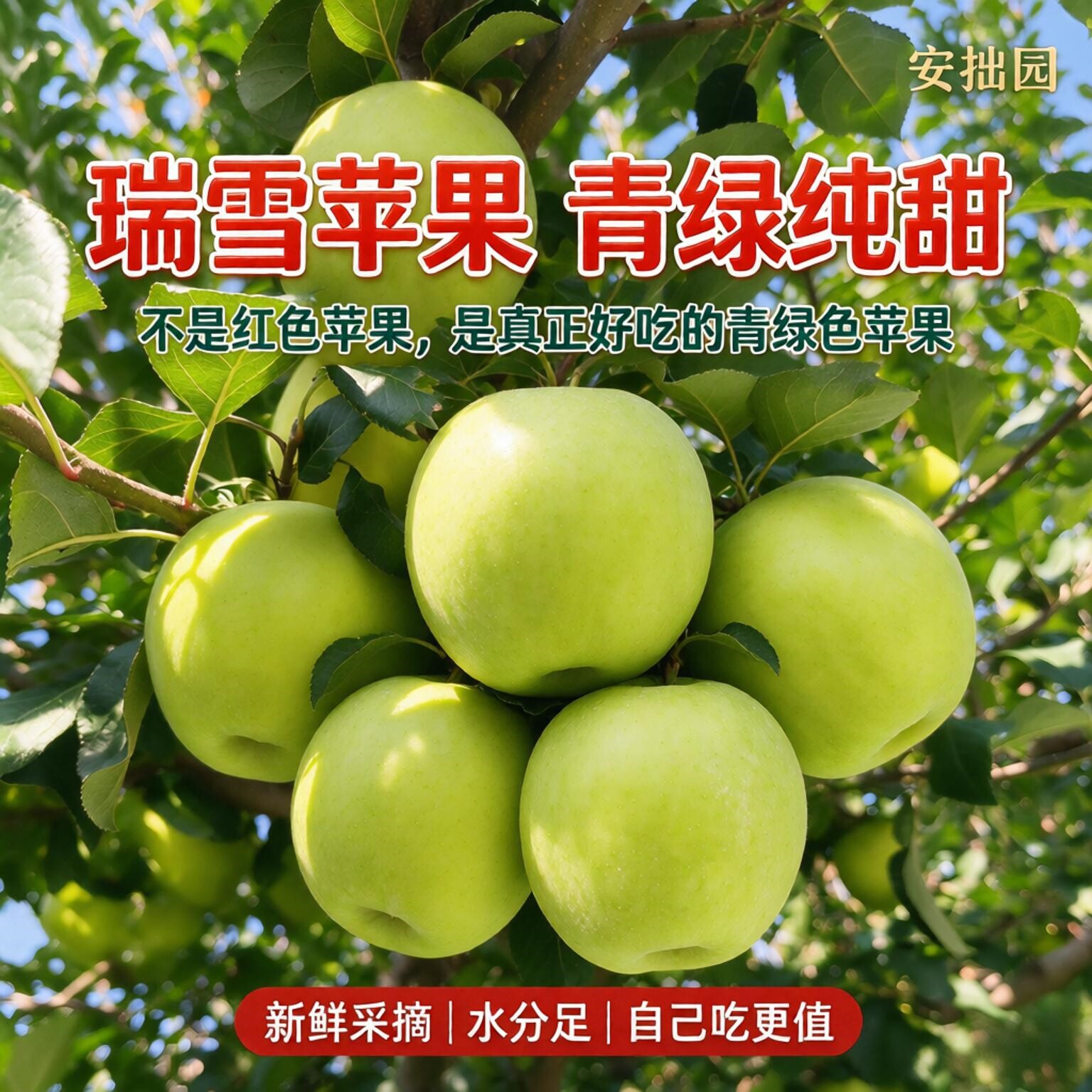 瑞雪苹果真果农直发收购价零售
