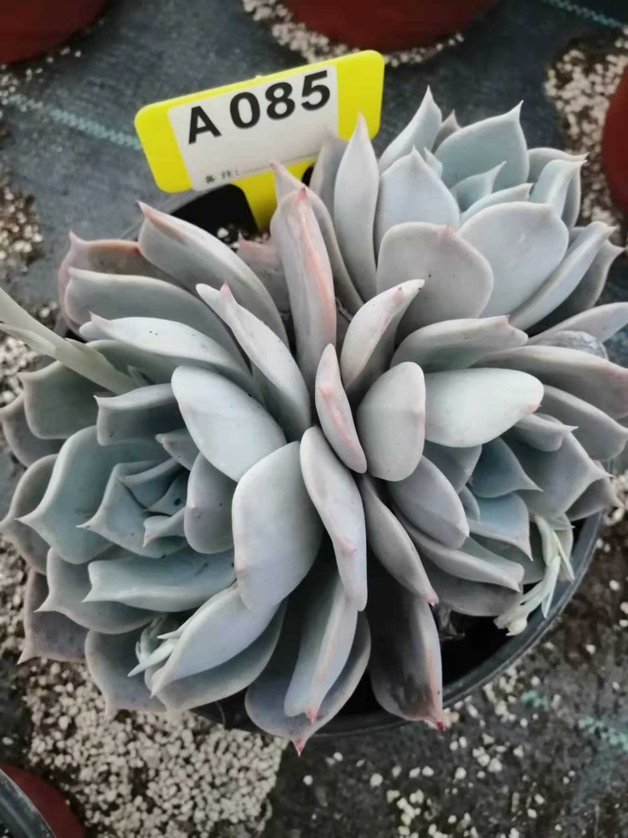 露西娜 一物一拍多肉植物老桩群生拼盘绿植盆栽 不怕热不怕冷易活