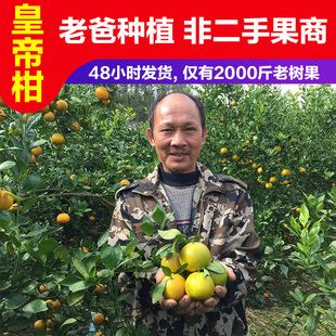 广西武鸣皇帝柑新鲜大果自家果园黄帝皇柑橘桔子当季时令水果包邮