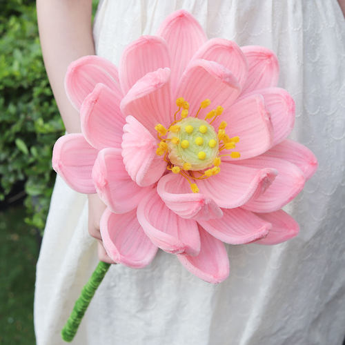 好运莲莲-超美荷花巨型莲花