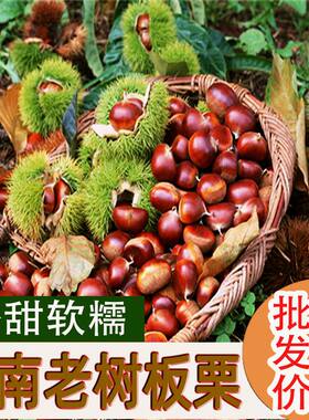 云南现摘现发的老树老品种板栗