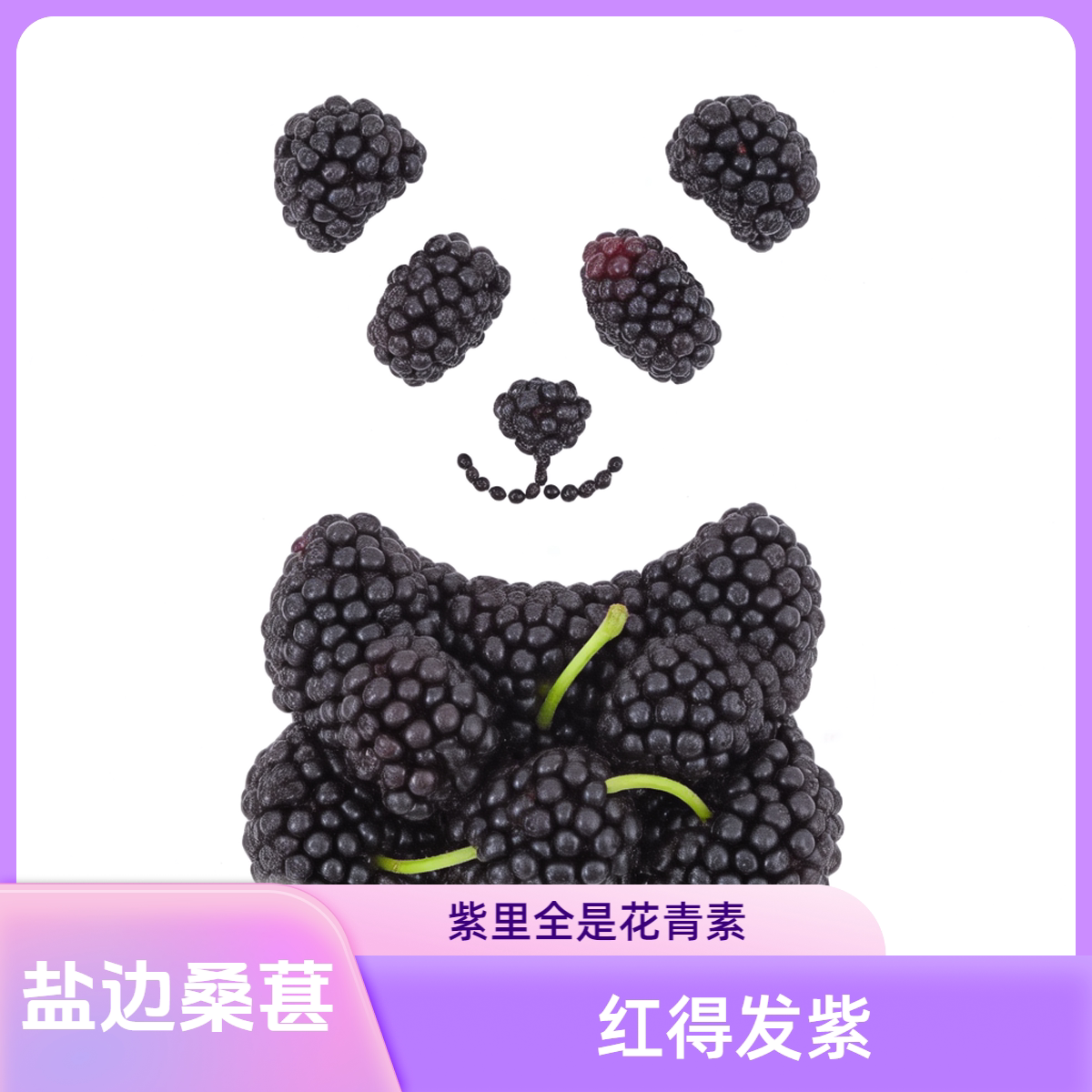 250克攀枝花阳光味道2025新品跑水泡茶泡酒自然馈赠无沙黑桑葚干