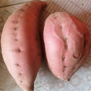 东北瓦房店地瓜烟薯25号蜜薯新鲜糖心蜜薯红苕番薯稀瓤糯甜果型丑