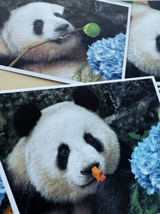 大熊猫莽小五莽灿灿明信片生日特辑实木相框原创虫洞文创周边照片