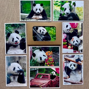 大熊猫莽小五莽灿灿明信片实木相框原创虫洞文创周边照片满28包邮