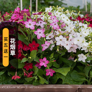 花烟草种子500粒大花烟仔草花籽长花期切花花坛室外阳台盆栽春播