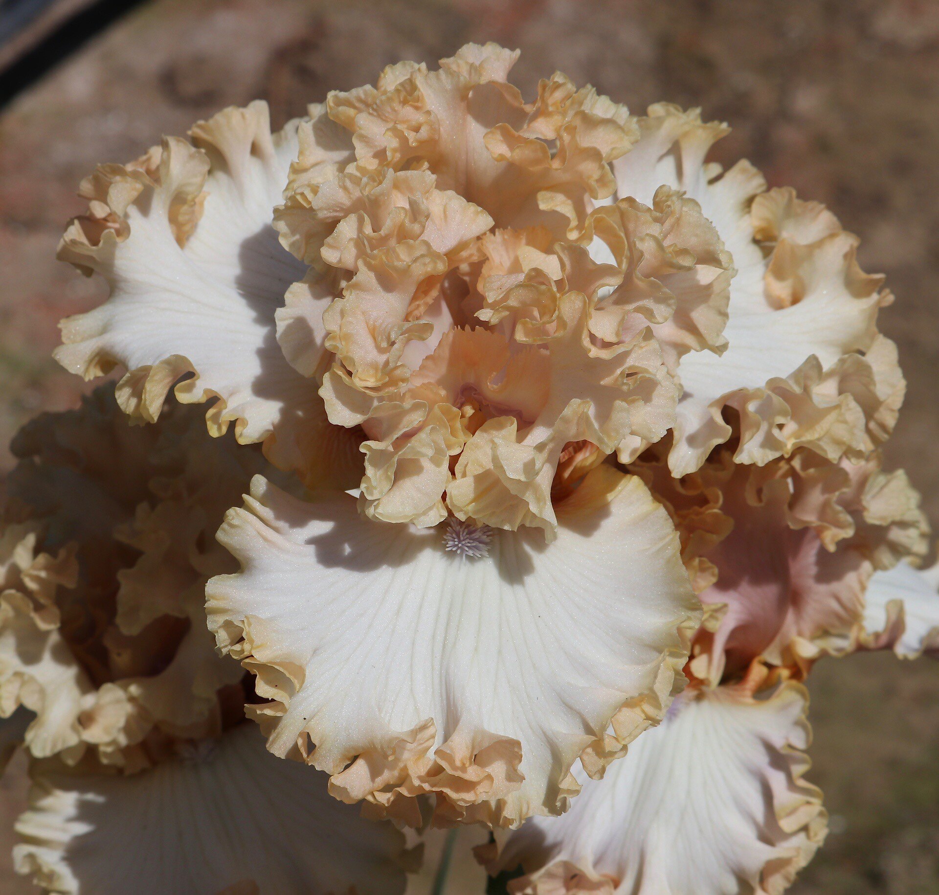 美国进口稀有品种德国鸢尾盆栽多芽侧芽苗never enough 欲壑难填