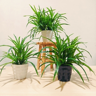 仿真绿植盆栽假植物吊兰室内客厅装饰摆件景观造景塑料花仿生植物