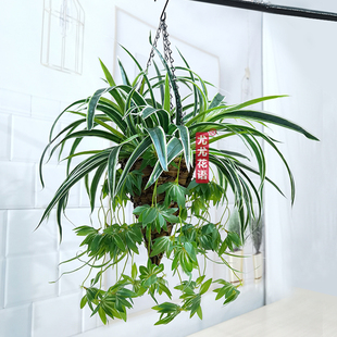 仿真花绿植客厅阳台吊兰垂吊假植物盆栽吊篮套装创意假花装饰花艺
