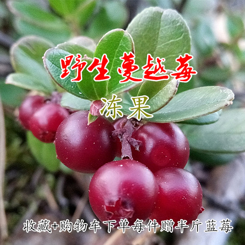 蔓越莓鲜果多少钱 蔓越莓鲜果价格 小麦优选