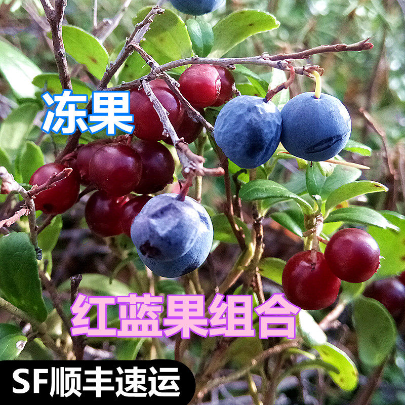 大兴安岭野生蓝莓蔓越莓冷冻鲜果水果组合融化类似果酱每袋500g,水产肉类/新鲜蔬果/熟食,蓝莓,淘宝优惠券,粉丝福利购,淘宝优惠卷