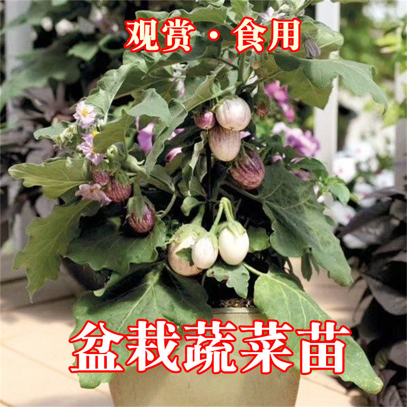可食用盆栽苗迷你茄子苗朝天椒五彩观赏椒麦加进口罗勒紫罗勒种籽