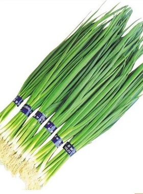 四季小香葱种子种苗根四川红葱头阳台盆栽蔬菜香味浓厚大葱胡葱籽