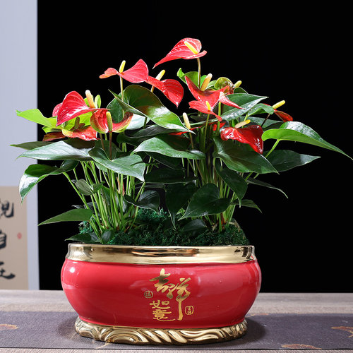 红掌大花鸿运当头盆栽花卉绿植