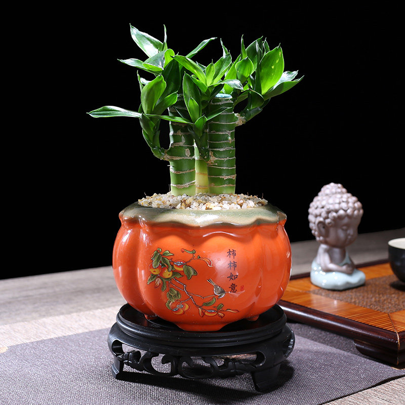 富贵竹室内植物节节高桌面绿植带根好养步步高花卉文昌竹客厅盆栽,鲜花速递/花卉仿真/绿植园艺,绿植,淘宝优惠券,粉丝福利购,淘宝优惠卷