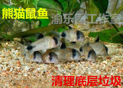 熊猫鼠鱼 底栖型鱼 活体工具鱼 清洁鱼 小型热带观赏鱼 布景生物在类目 宠物/宠物食品及用品, 水族世界, 鱼中 - 来自Buy2taobao.com提供专业的淘宝代购服务