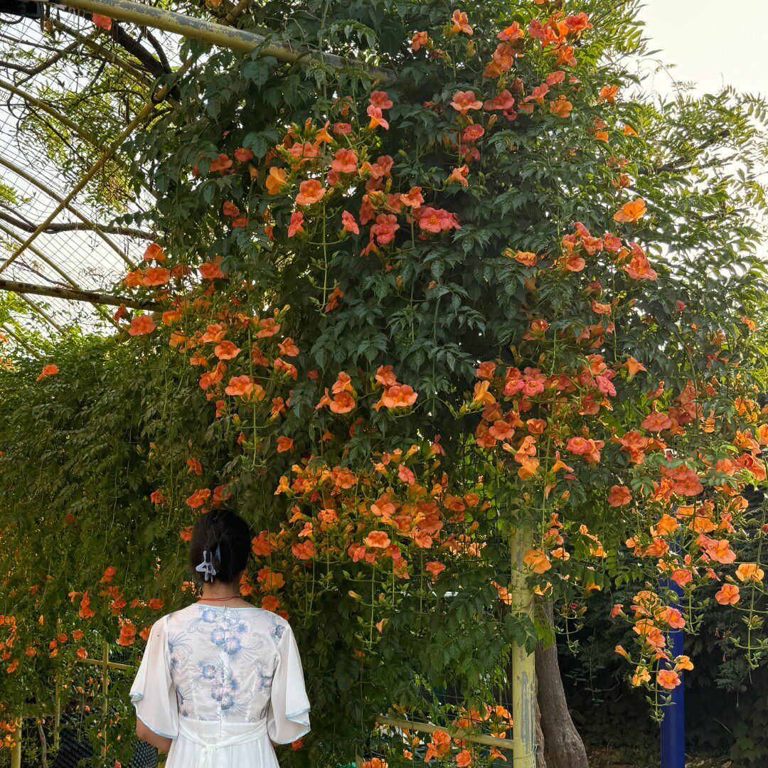 倒挂金钟凌霄花苗3公分原土球发货