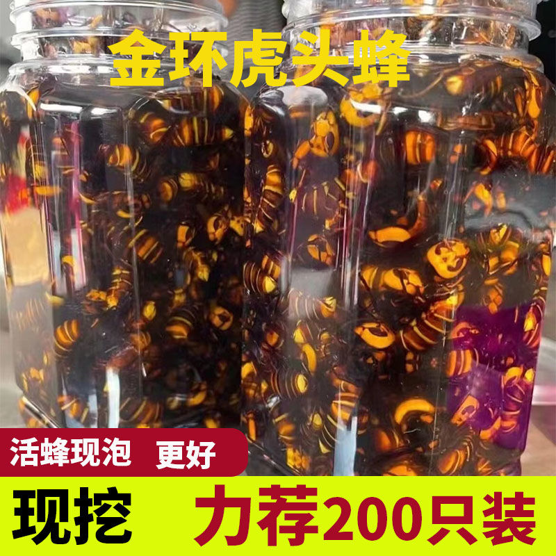 野生金环虎头蜂活蜂现泡黄蜂鲜活金环大黄蜂大马蜂胡蜂泡酒土地蜂