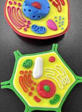 生物课教具模拟教学手工作业