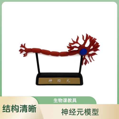 3D打印神经元模型可动可定制