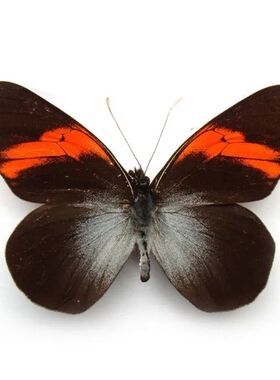 Pereute callinira 红弧黑粉蝶 K003D008 未展翅原蝶