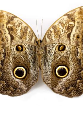 Caligo placidianus 波浪猫头鹰环蝶 D017 未整姿原蝶标本