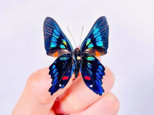 海洋之心蚬蝶 Ancyluris moliboneus 进口蝴蝶标本未整姿原蝶