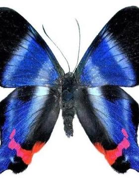 白带松蚬蝶Rhetus Dysoni F004 未整姿原蝶进口真蝴蝶标本