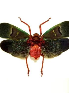 栗蜡蝉 Scamandra castanea E009 未整姿原虫昆虫标本