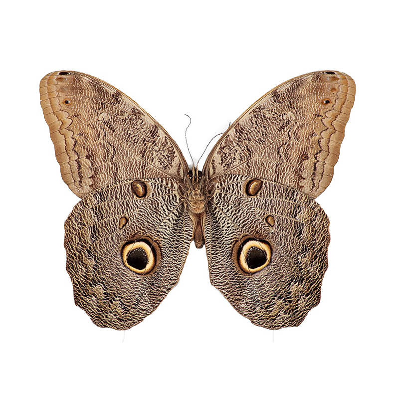 猫头鹰环蝶 Caligo Eurilochus A1/A-  A001 A018 未展翅原蝶