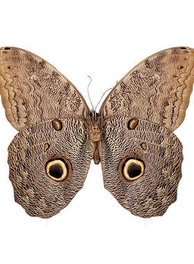 猫头鹰环蝶 Caligo Eurilochus A1/A-  A001 A018 未展翅原蝶