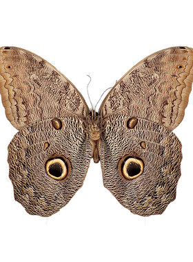 猫头鹰环蝶 Caligo Eurilochus A1/A-  A001 A018 未展翅原蝶