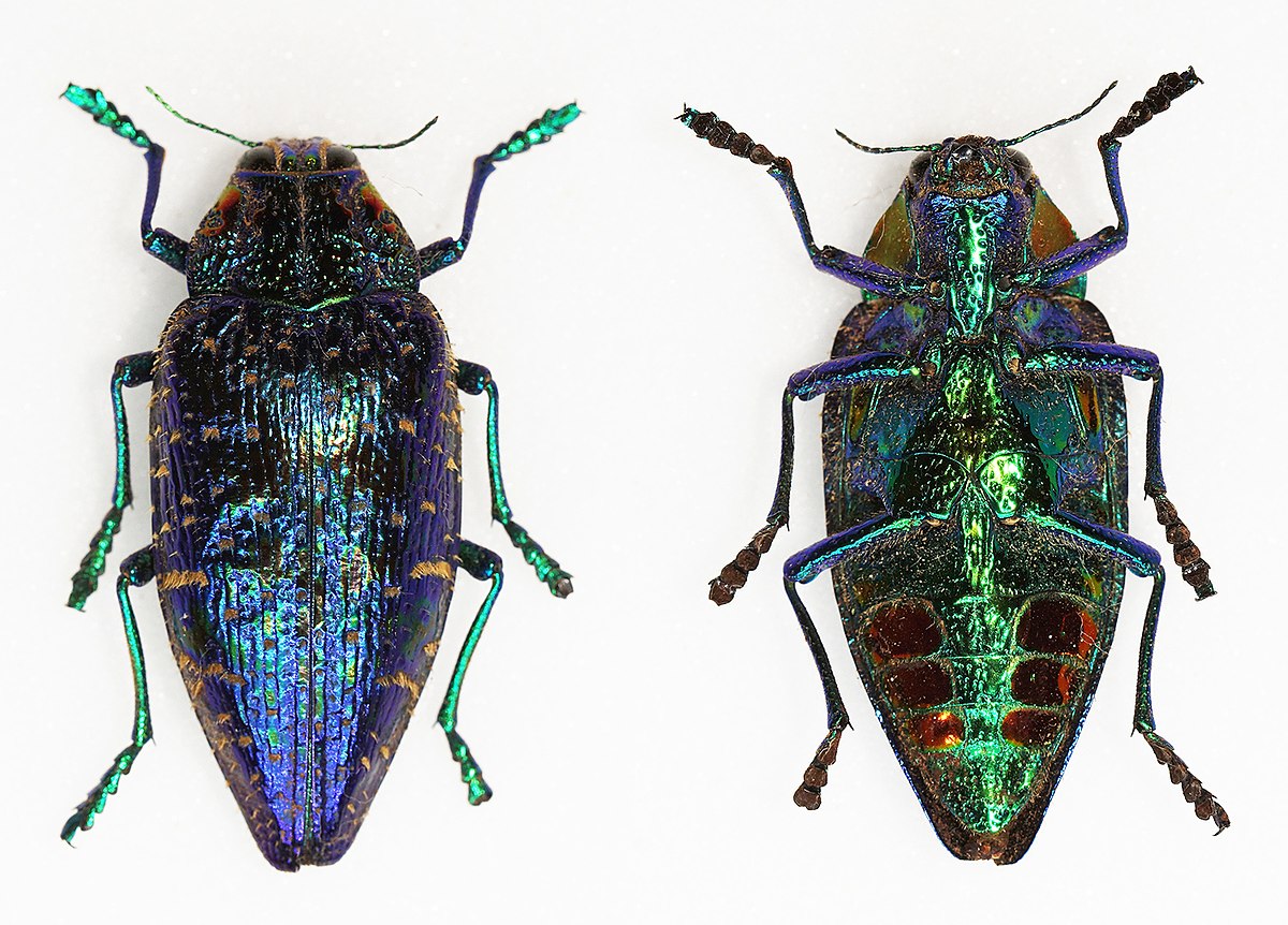 马岛斑吉丁 Polybothris sumptuosa gema 未整姿原虫 E001