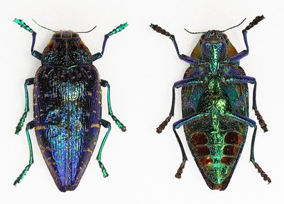 进口真昆虫标本未整姿原虫