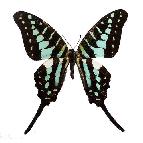 Graphium policenes 非洲燕凤蝶 C025 未展翅原蝶 A1/A-