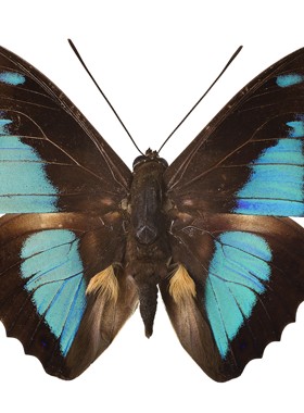 Prepona pheridamas 眉靴蛱蝶 B019未展翅原蝶