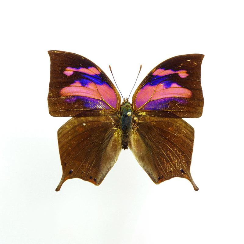 未展翅原蝶昆虫标本未整姿