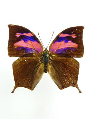 双带尖蛱蝶 Anaea nessus 未展翅原蝶 未整姿标本 B021