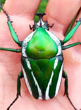 白条绿花金龟 Dicronorhina derbyana layardi F010 莱氏亚种原虫