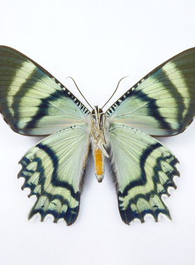 Alcides orontes 极光燕蛾 未展翅原蝶 未整姿昆虫 D014